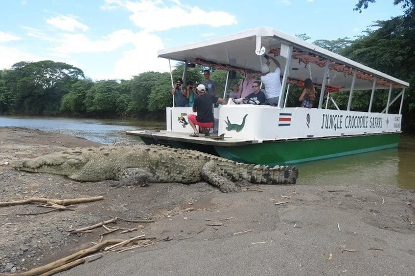 Crocodile safari boat beside a crocodile on the Tárcoles River